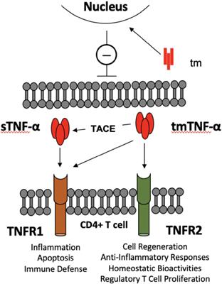 Leveraging the tolerogenic potential of TNF-α and regulatory B cells in organ transplantation